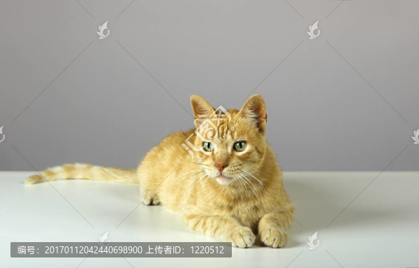 小貓