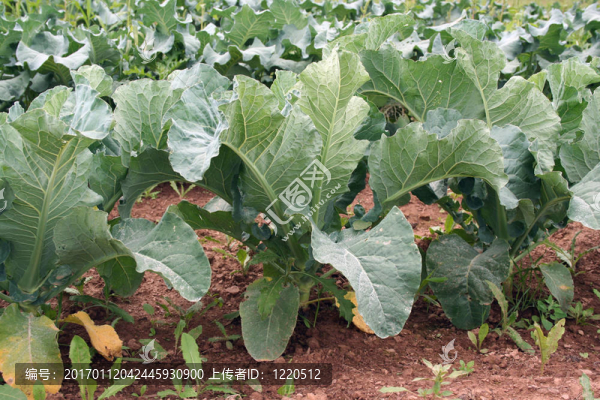 場(chǎng)中的植物