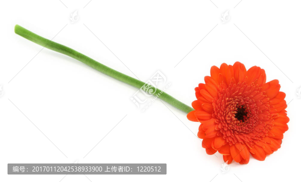 太陽(yáng)花
