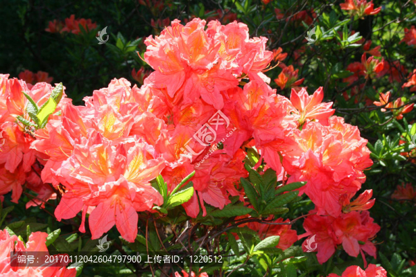 盛開的杜鵑花