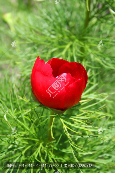 紅花與蜜蜂