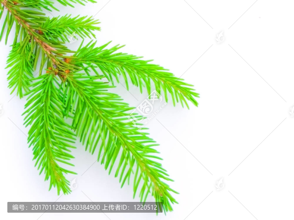 樅樹