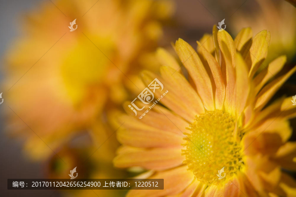 橙色菊花摘要