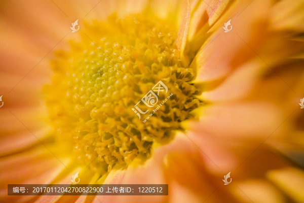 橙色菊花摘要