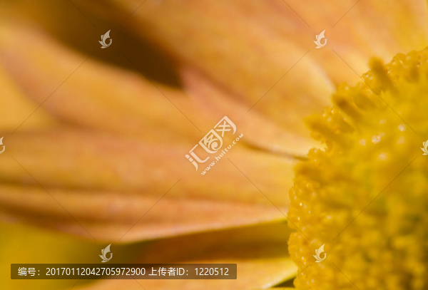 橙色菊花摘要