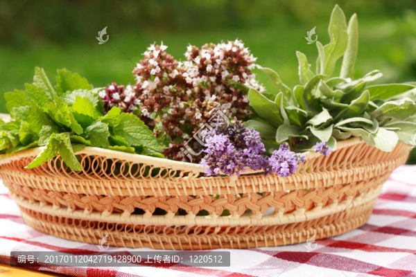 草本植物