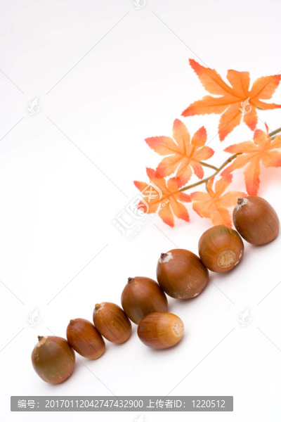 橡子