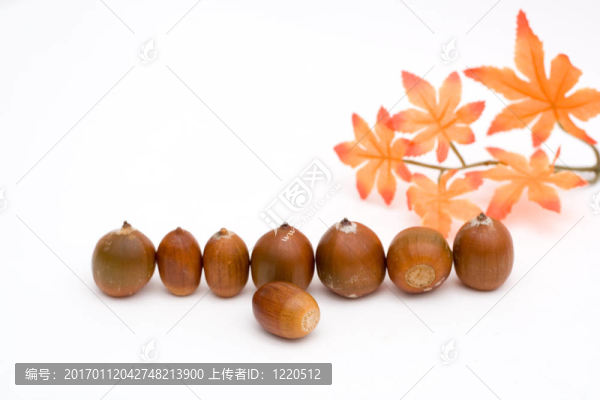 橡子