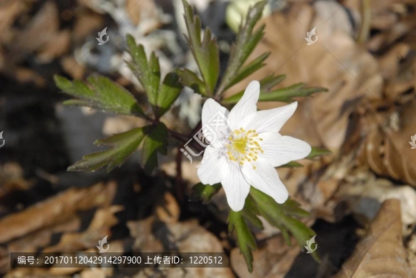 野生銀蓮花