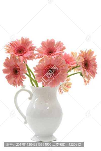 非洲菊