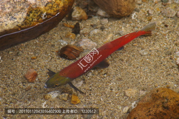 紅大馬哈魚2