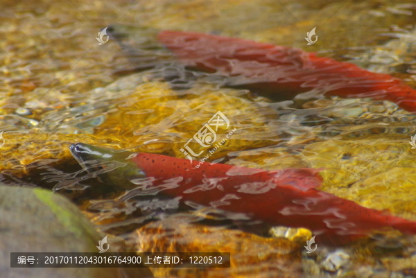 紅大馬哈魚1