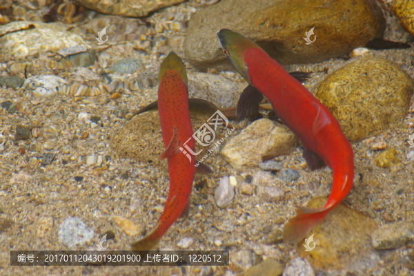 紅大馬哈魚4