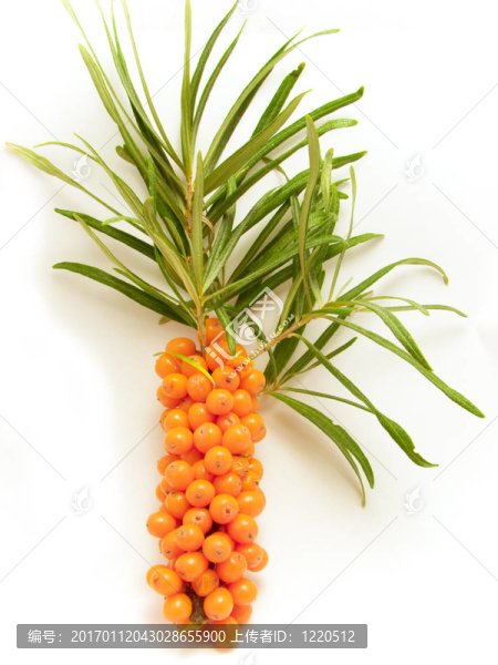 沙棘漿果