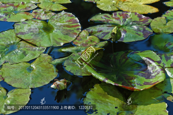 子午蓮