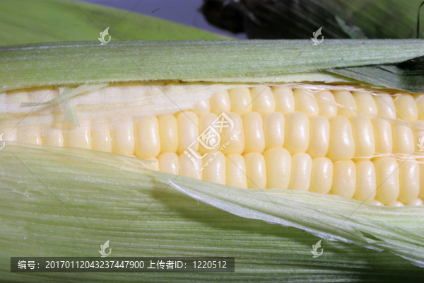 甜玉米-匯圖網(wǎng) www.fosd68.com 甜玉米