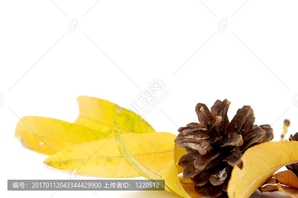 紅葉的安排
