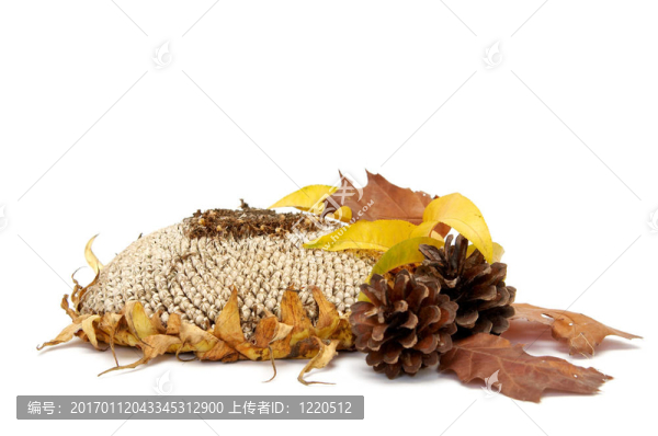 紅葉的安排