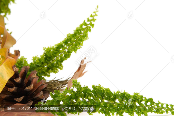 紅葉的安排