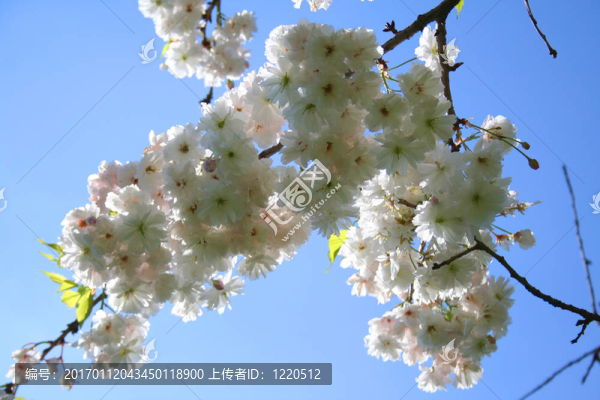 美麗的櫻花