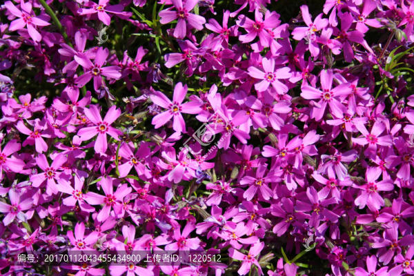 開花的草夾竹桃屬植物