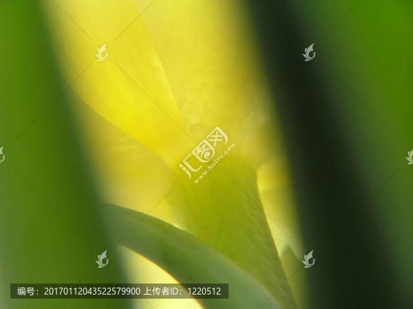 黃色郁金香-匯圖網(wǎng) www.fosd68.com 黃色郁金香