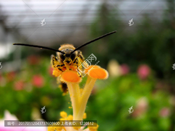 蜂花粉