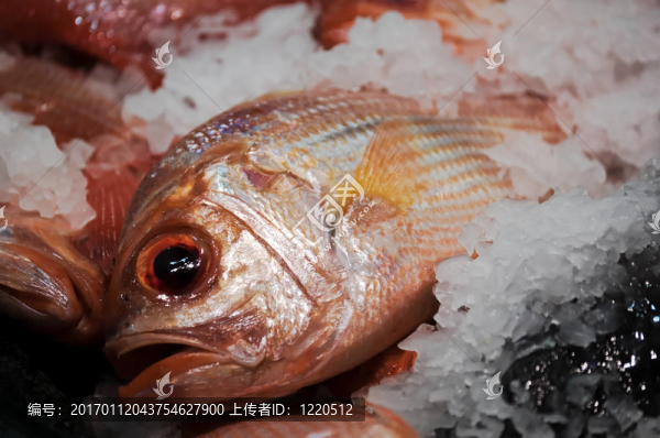 魚(yú)上冰
