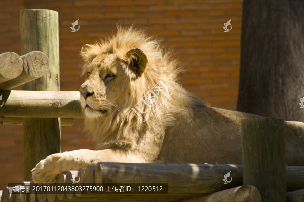 獅子王2