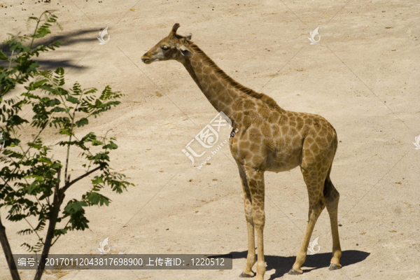 girrafe,3