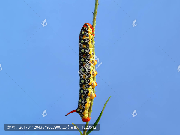 形形色色的卡特彼勒-匯圖網(wǎng) www.fosd68.com 形形色色的卡特彼勒