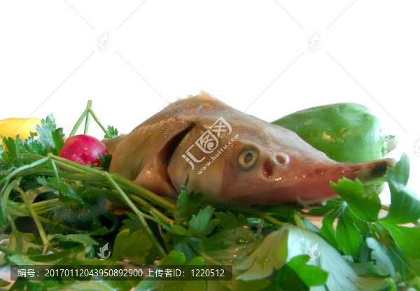 鱘魚