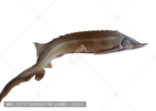 鱘魚