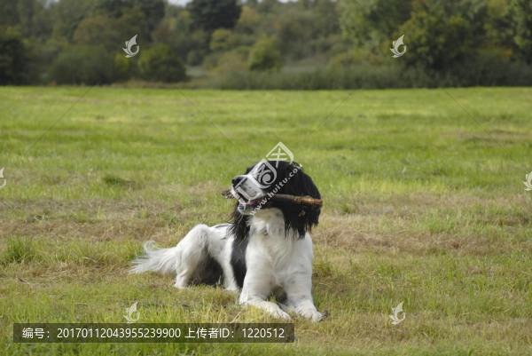 英國(guó)史賓格犬
