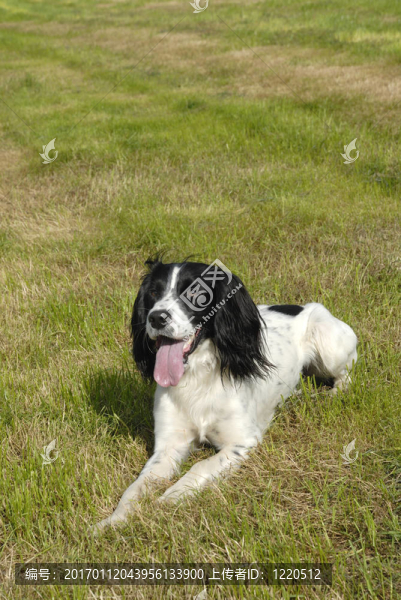 英國史賓格犬