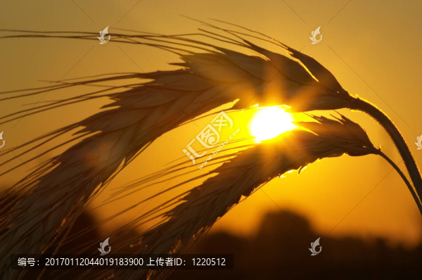 小麥