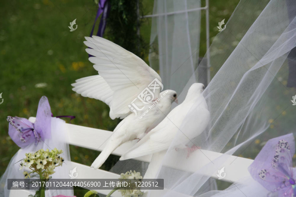 婚禮上的鴿子