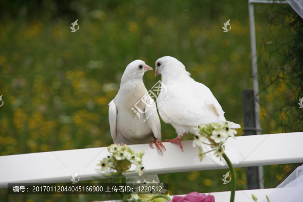 婚禮上的鴿子