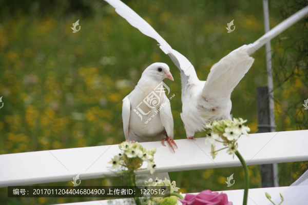 婚禮上的鴿子