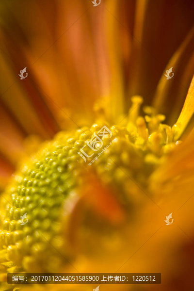 橙色菊花摘要