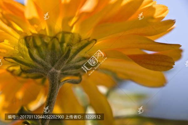 橙色菊花摘要