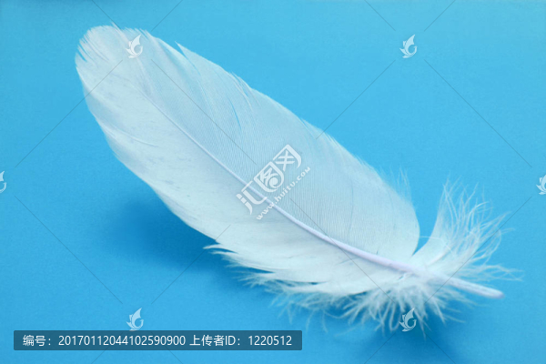 羽毛的特寫(xiě)