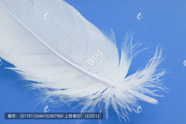 羽毛的特寫