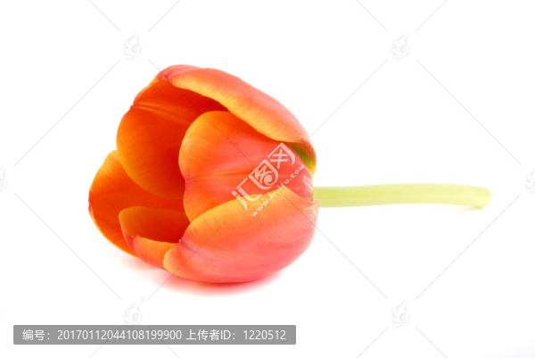 郁金香