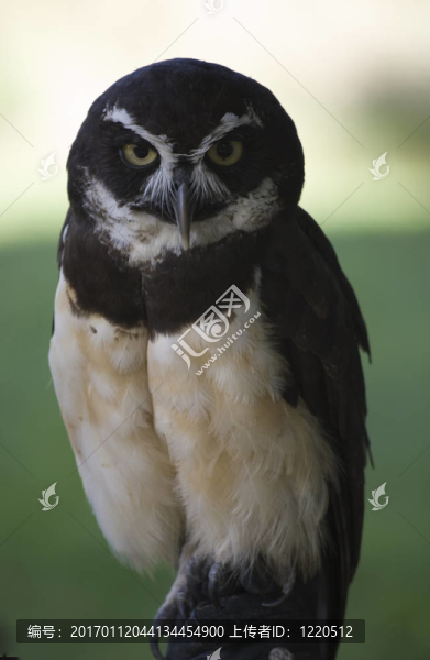 眼鏡鸮