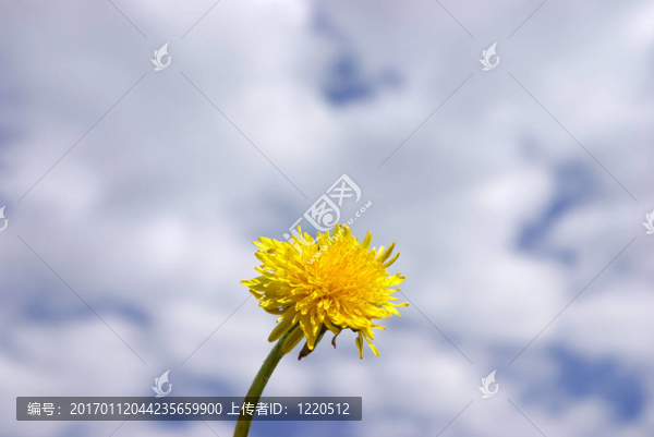 蒲公英的天空