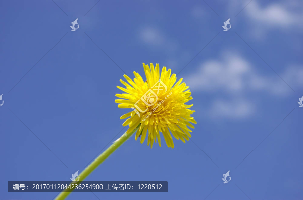 蒲公英的天空