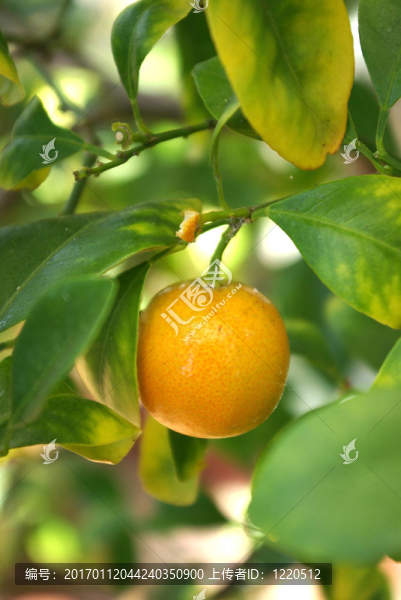 樹(shù)上的微型橘子