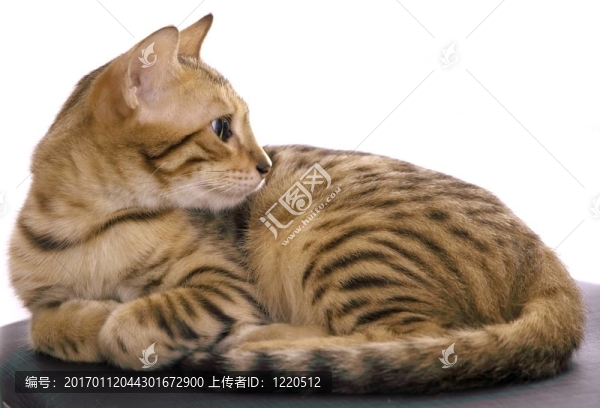 孟加拉貓