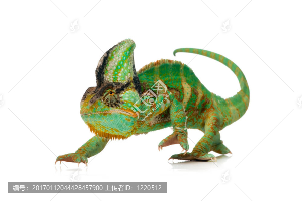 變色龍-匯圖網(wǎng) www.fosd68.com 變色龍